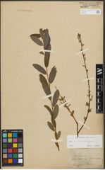 Foto von Salix purpurea L. x Salix repens L.